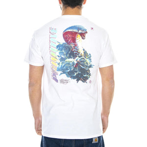  PRASS10652  PRIMITIVE 